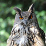Owl-The Birds Of Prey