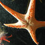Starfish
