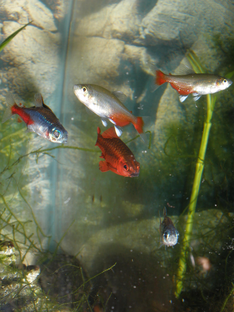 Tetras and cherry barb