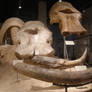 Mammoth and Gomphothere