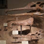 Phytosaur skulls