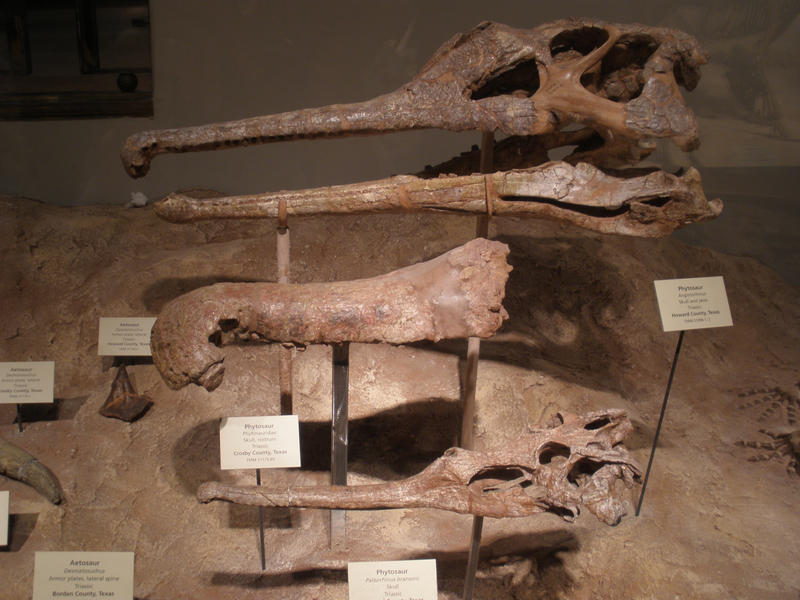 Phytosaur skulls