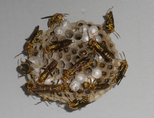 Paper wasp nest