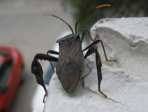 Acanthocephala terminalis 2