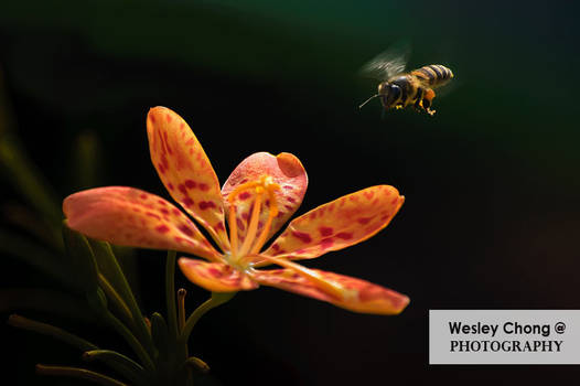 Flower and Bee