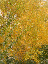 Golden fall of the leaves