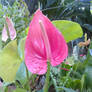 Flamingo Flower