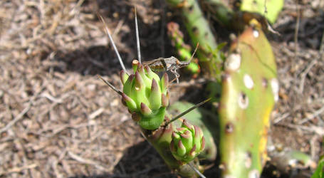 Narnia female on new growth