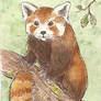 ATC Red Panda