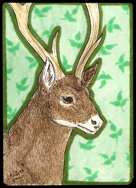 ATC Thorold's deer