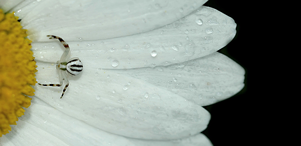 Black white and yellow