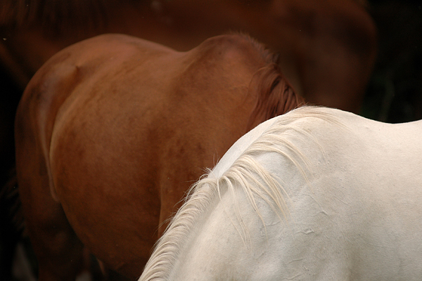 Brown and white