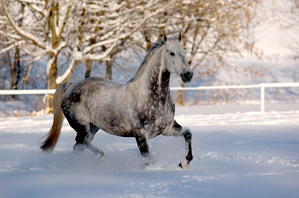 Joy in the snow