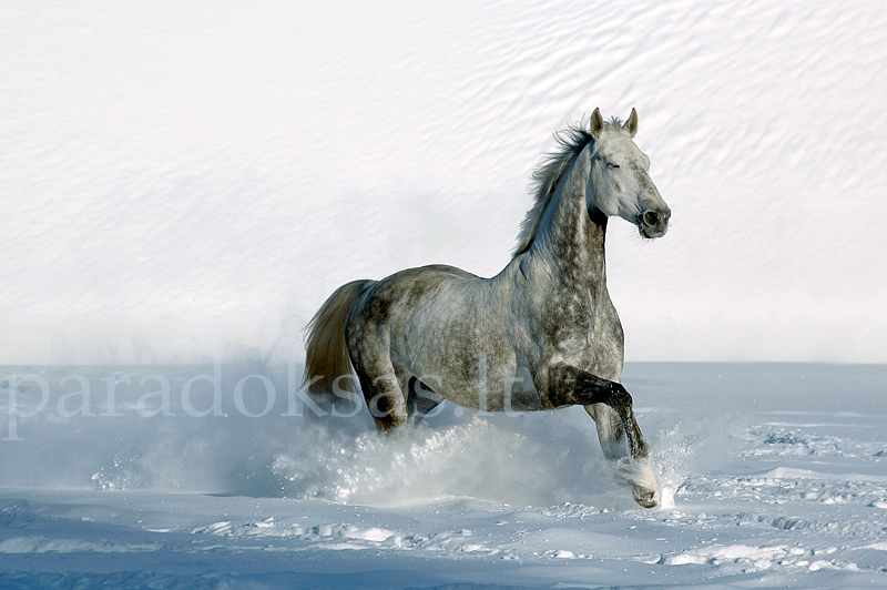 Joy in the snow III