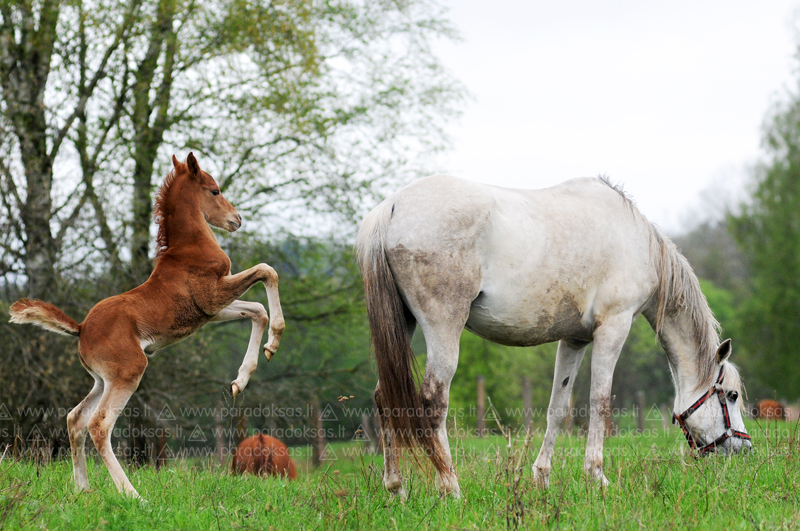 Mom, look at me, I'm Ferrari horse