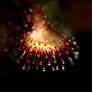 Sundew I