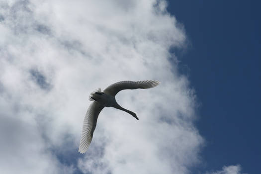 Flying Swan