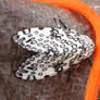 Leopard Moth