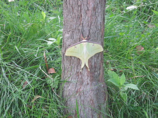 Luna Moth