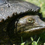 Soft Shelled Turtle