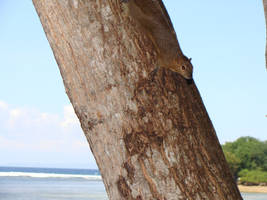 Squrrel in the Beach - Bali