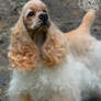 Needle Felted Spaniel