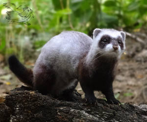 Needle Felted ferret