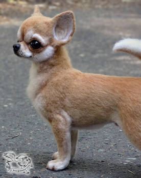 Needle felted Chihuahua