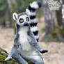 Toy Lemur catta