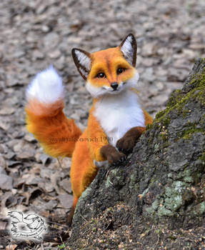 Toy Fox