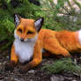 Toy Fox