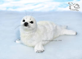 Toy seal cub