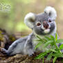 Toy koala