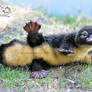 Toy platypus
