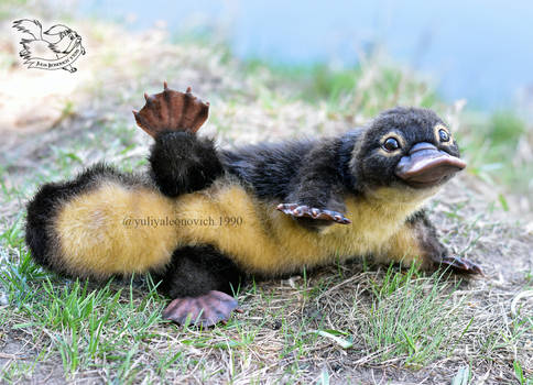 Toy platypus