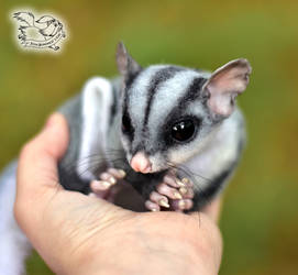 Sugar glider (petaurus breviceps) toy