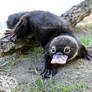 Toy platypus
