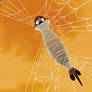 Timon trapped in spiderweb