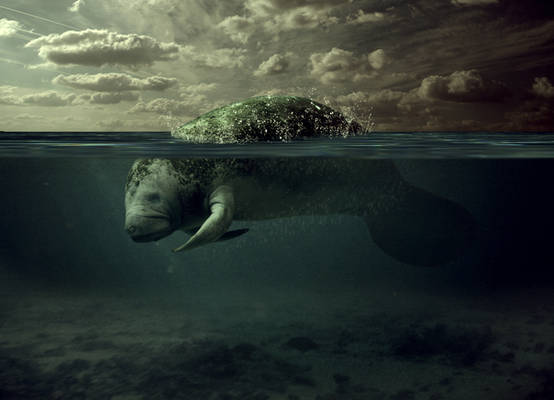 Manatee Underwater