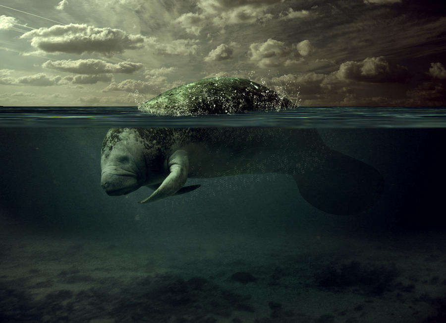 Manatee Underwater by abvott