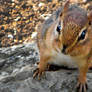 Chipmunk - 2