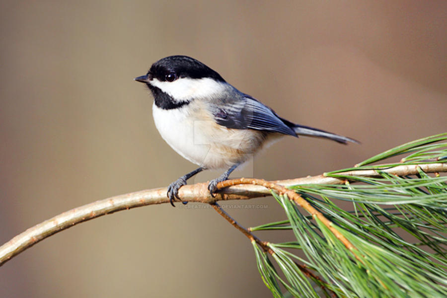 Chickadee - 1 by creative1978 on DeviantArt