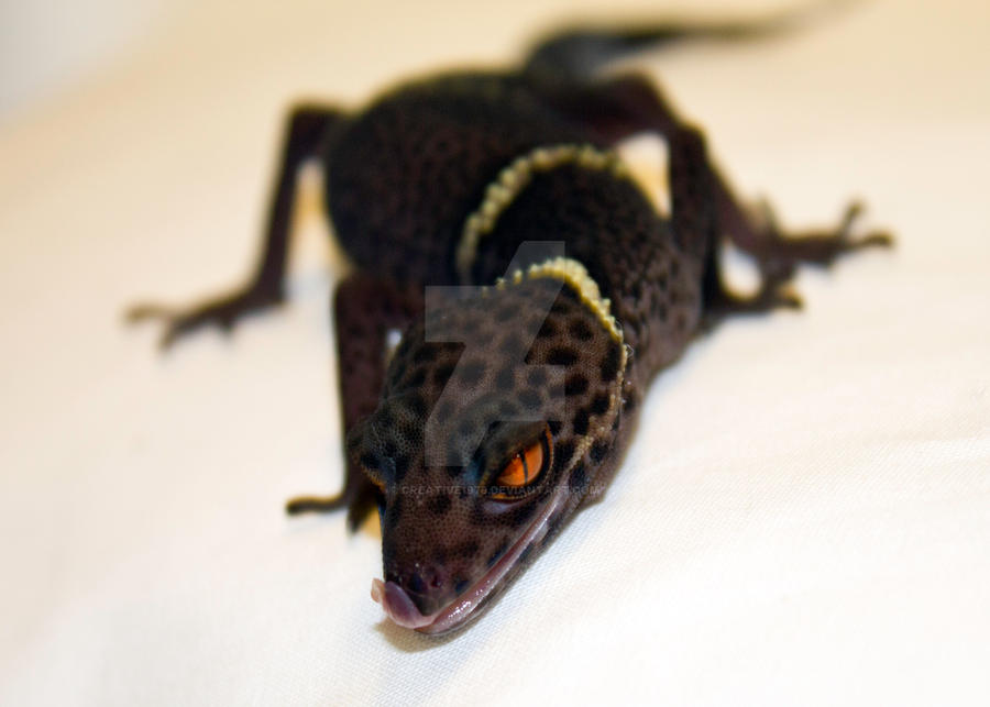 Chinese Cave Gecko - 3