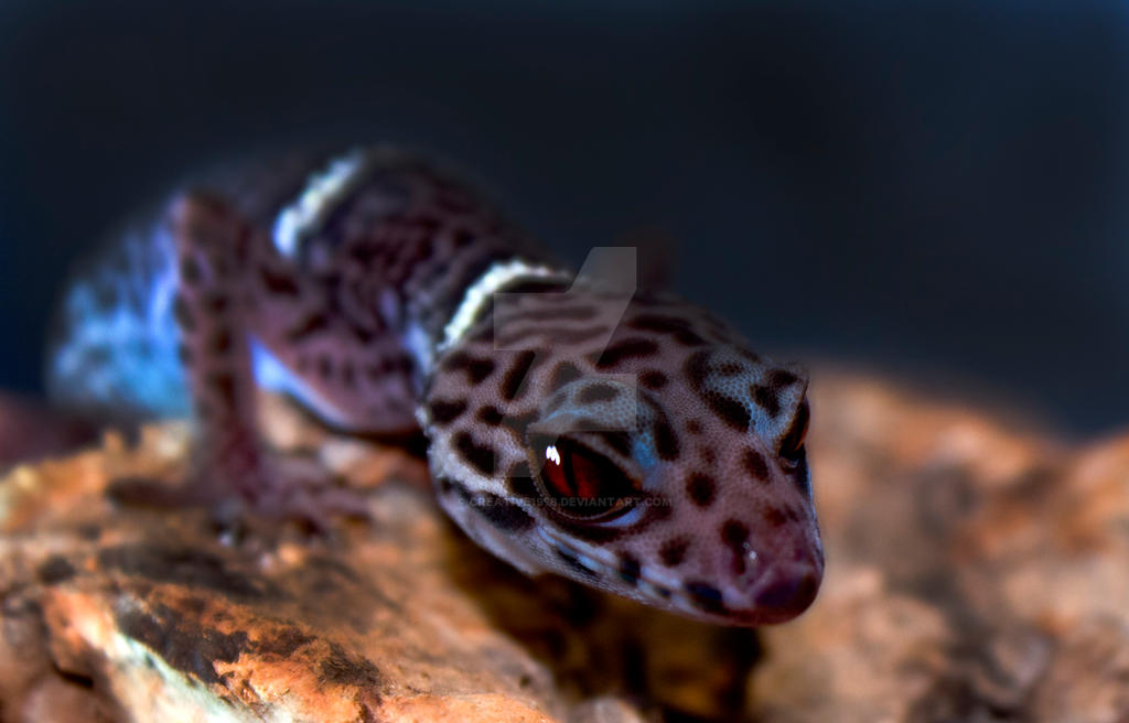 Chinese Cave Gecko On Corkbark - 2394