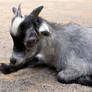 Pygmy Goat - 2834