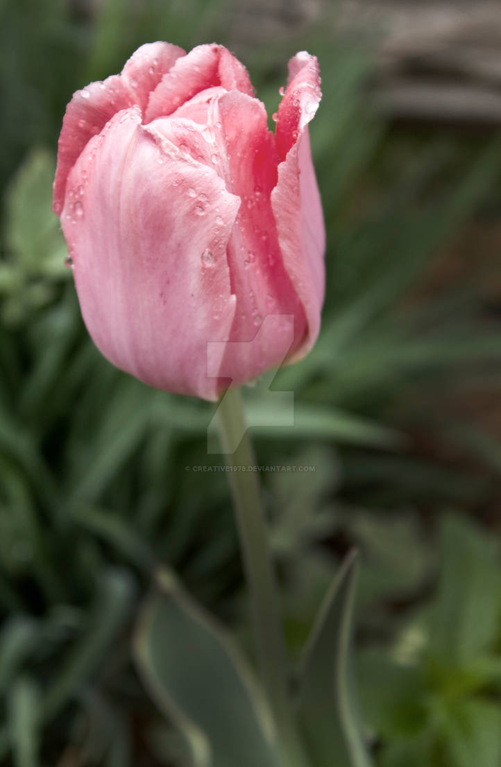 Pink Tulip - 3867 by creative1978