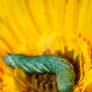 Hornworm On Sunflower - 0312