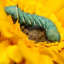 Hornworm On Sunflower - 0307