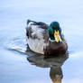 Male Mallard Duck - 2240