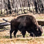 Plains Bison - 4987